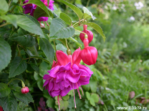 Картинка цветы фуксия