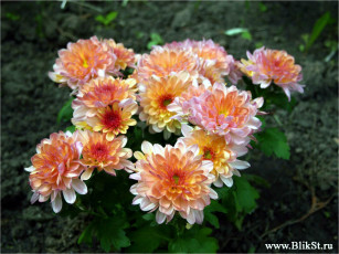 Картинка цветы хризантемы