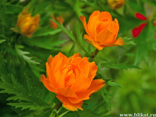 Картинка цветы калужницы лютики