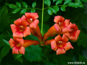 Картинка цветы кампсис текома