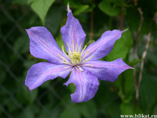 Картинка цветы клематис ломонос