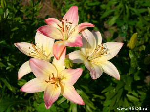 Картинка цветы лилии лилейники