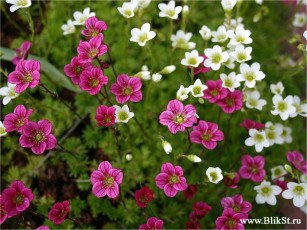 Картинка цветы немофилы вероники