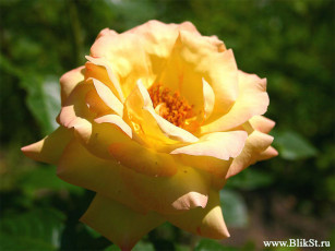 Картинка цветы розы