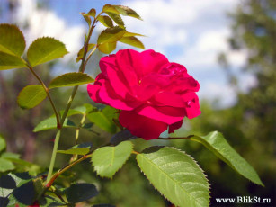 Картинка цветы розы