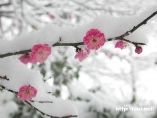 Картинка цветы сакура вишня