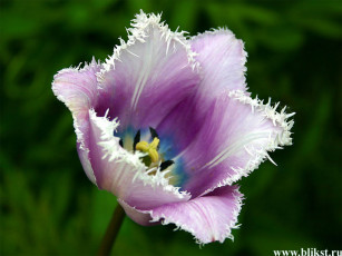 Картинка цветы тюльпаны