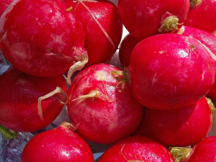 Картинка еда редис репа редька