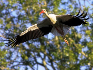 Картинка животные аисты