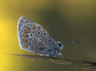 Картинка животные бабочки