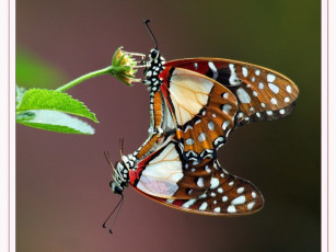 Картинка животные бабочки