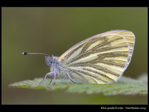 Картинка животные бабочки