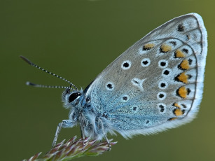 Картинка животные бабочки