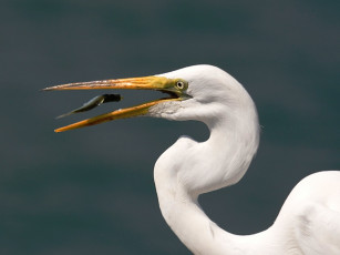 Картинка животные цапли