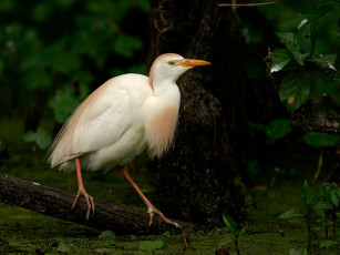 Картинка животные цапли