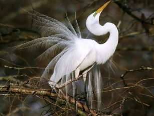 Картинка животные цапли