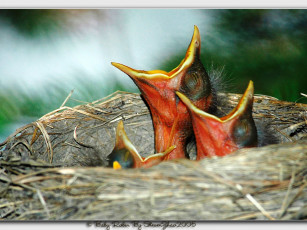 Картинка животные гнезда птиц