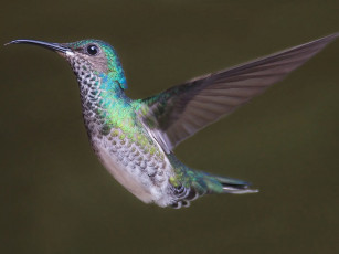 Картинка животные колибри