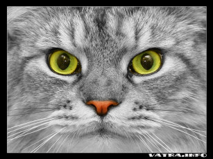 Картинка животные коты