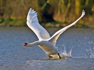 Картинка животные лебеди