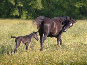 Картинка животные лошади