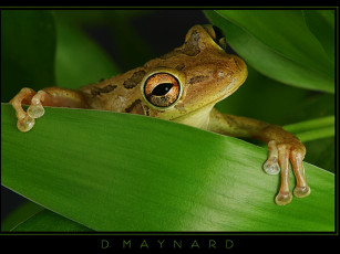 Картинка животные лягушки