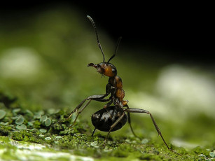 Картинка животные насекомые