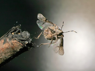 Картинка животные насекомые