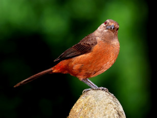 Картинка животные птицы