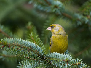 Картинка животные птицы