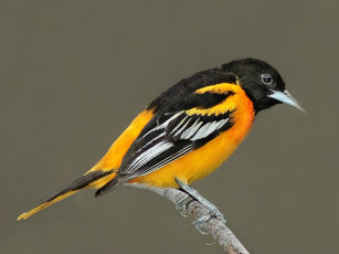 Картинка животные птицы