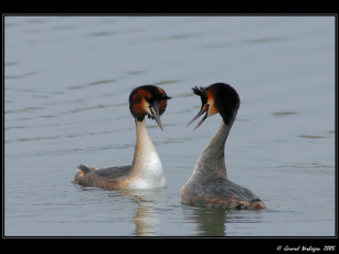 Картинка животные птицы