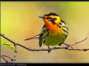 Картинка животные птицы