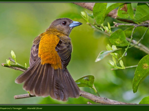 Картинка животные птицы