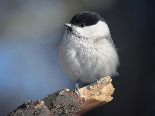 Картинка животные синицы лазоревки