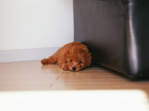 Картинка животные собаки