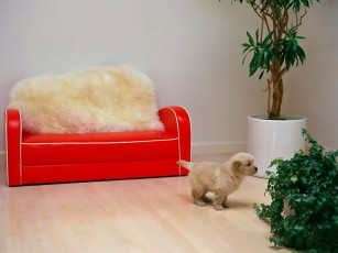 Картинка животные собаки