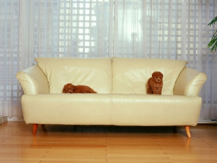 Картинка животные собаки