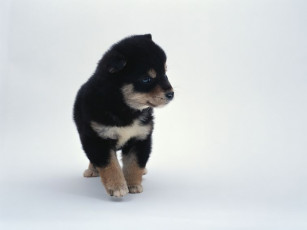 Картинка животные собаки