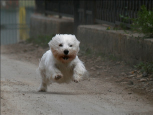 Картинка животные собаки