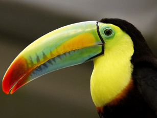 Картинка животные туканы