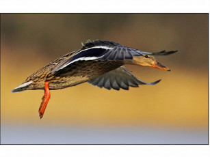 Картинка животные утки