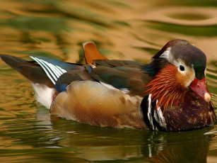 Картинка животные утки