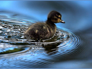 Картинка животные утки