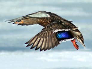 Картинка животные утки