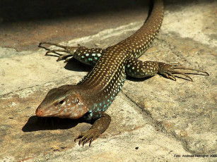 Картинка животные Ящерицы игуаны вараны