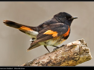 Картинка животные птицы