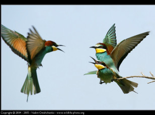 Картинка животные щурки пчелоеды