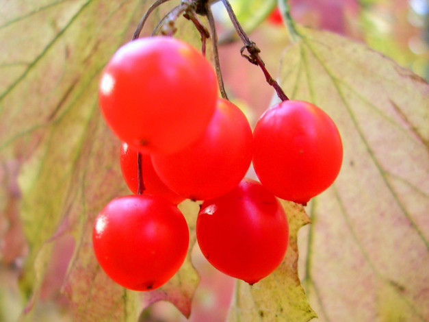 Обои картинки фото 