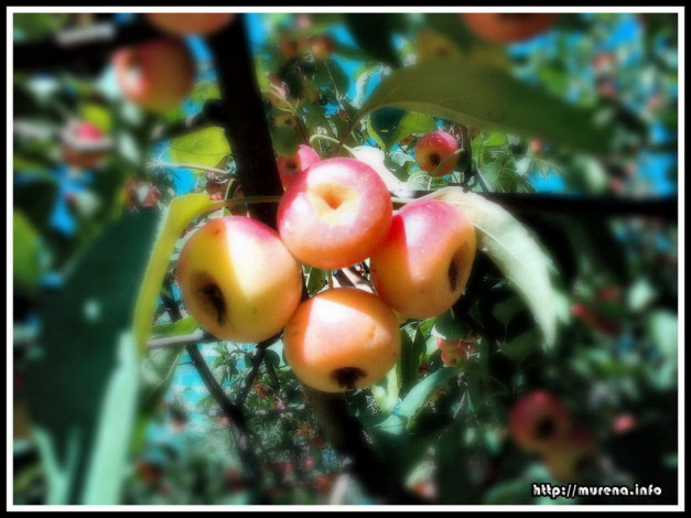 Обои картинки фото 